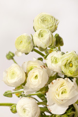 white Ranunculus