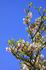 Magnolia Tree