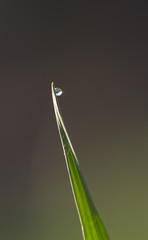 Fresh morning dew drops in a grass