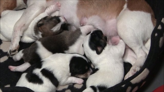 Jack Russel Welpen