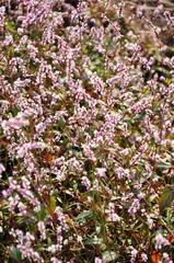 Obraz premium Wildflowers