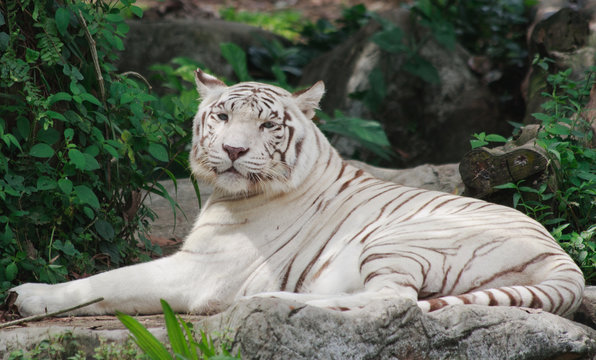 Relaxed Tiger