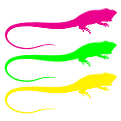 iguana vector