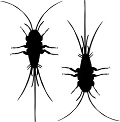 bugs vector
