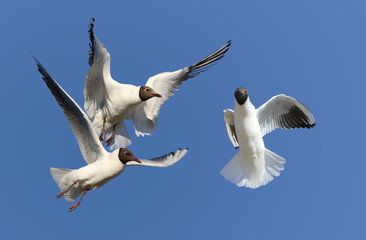 Seagull