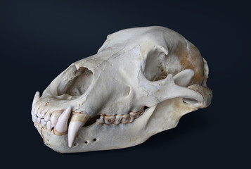 Bear skull