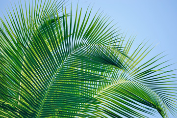 Naklejka na ściany i meble Tropical Palm