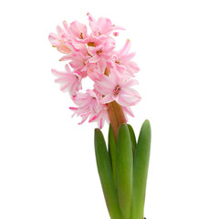 pink flower hyacinth isolated over white