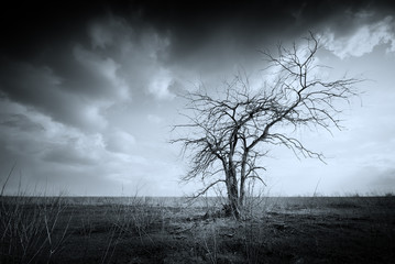 Lonely dead tree - Powered by Adobe