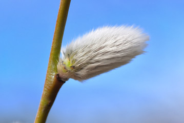 Pussy willow © GIS