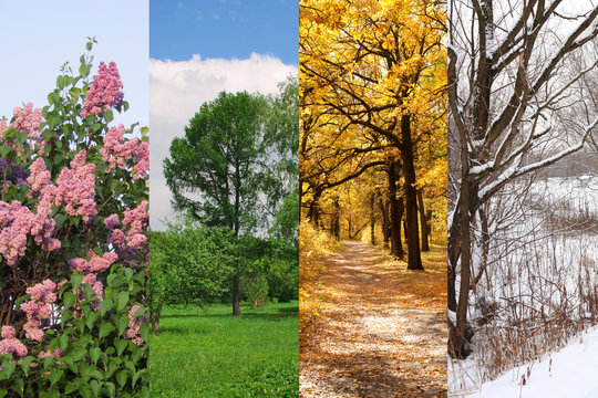 four seasons spring, summer, autumn, winter trees collage