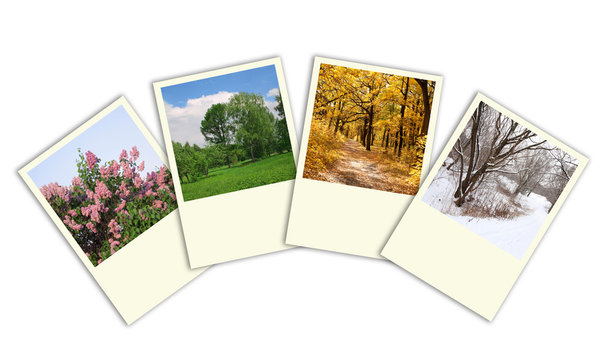 seasons: spring, summer, autumn, winter trees photo frames