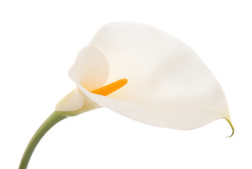 calla