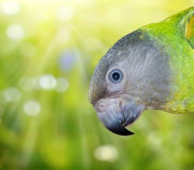 Youyou du sénégal © Laure F