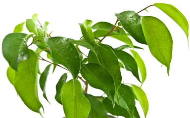 plante d'appartement dépolluante, ficus benjamina