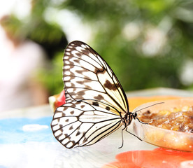 Idea leuconoe butterfly