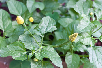 brèdes "mafane", acmella oleracea, cuisine malgache