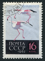 Postage stamp USSR 1962: Flamingo
