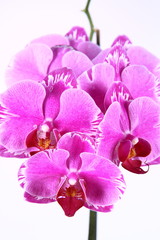 Obraz premium Pink orchid flowers on white background