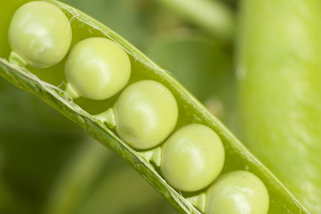 close-up of green pea growing in vegetable garden