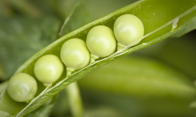 close-up of green pea growing in vegetable garden