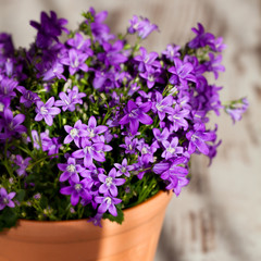 Purple bell flowers in beautiful sunlight