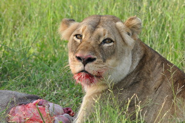 Löwe beim Fressen
