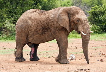Fototapeta premium Elephant bull with large tusks approaching thirsty in bush