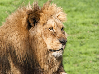 The king of Africa.