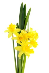 small mini daffodils © Maria Brzostowska