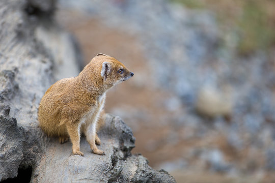 yellow mongoose - really clever and cute prairie animal