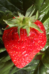 fraise