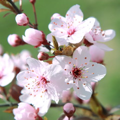 Spring  bloom