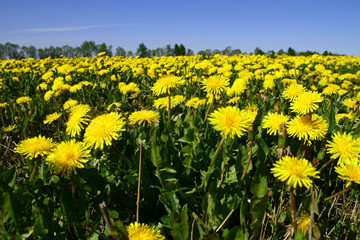 dandelion field