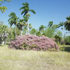 botany garden, Jardin Botánico de Cienfuegos, Cuba
