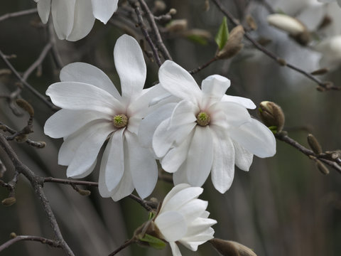 Fototapeta magnolia biała