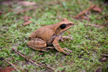 A Close Up of a Tree Frog
