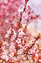 Cherry blossom
