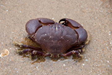 Crab on the beach