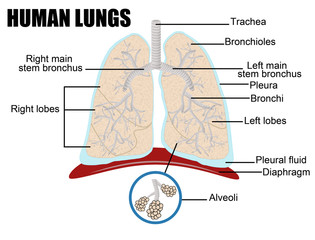 human lungs - obrazy, fototapety, plakaty