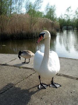 Swan & Goose