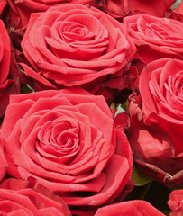 Rouges roses