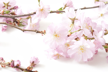 Spring Time