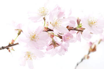 Fototapeta premium Cherry Blossom