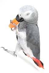 verspielter Graupapagei