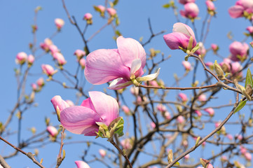 Obraz premium Magnolia