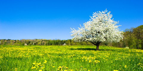 Fototapeta premium Single blossoming tree in spring on rural meadow
