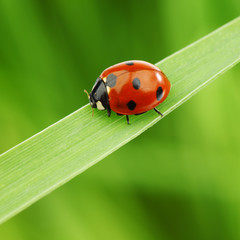 ladybug on grass