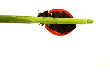 ladybug on grass