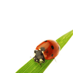 ladybug on grass
